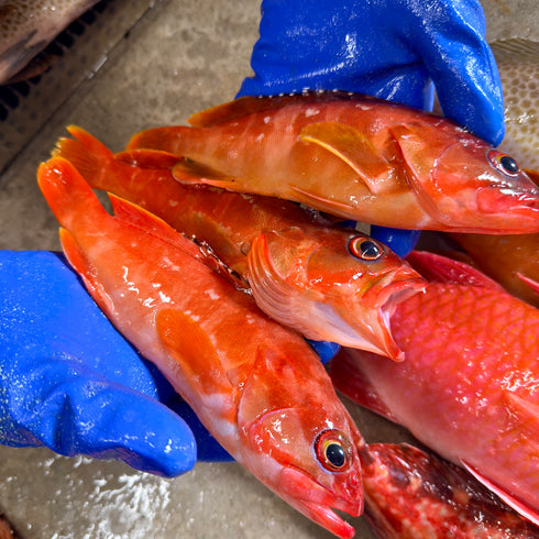 【7/18水揚げ|本日発送】天然アカハタ 小サイズ(1.5kg)
