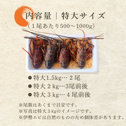 【送料無料】天然の「特大」活伊勢エビ|1.5kg〜