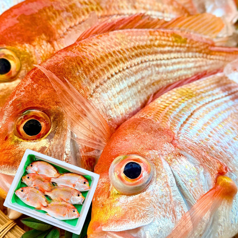 【唐揚げ・南蛮漬けに】小さめのレンコダイ