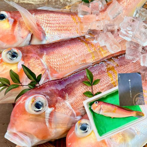 【一尾で味わう】大きめ甘鯛(アマダイ)500〜600g