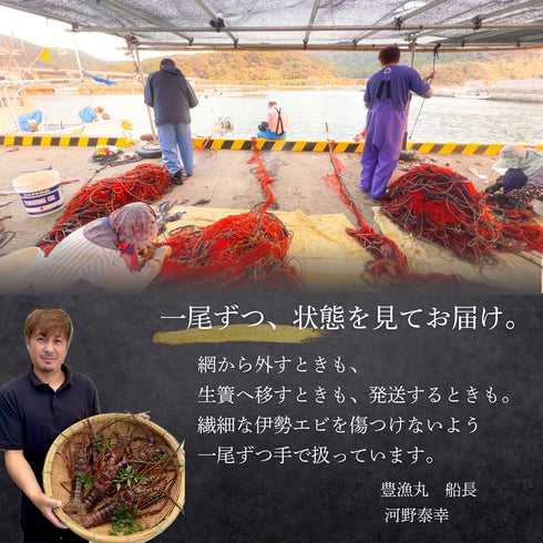 【送料無料】天然の「特大」活伊勢エビ (1尾)