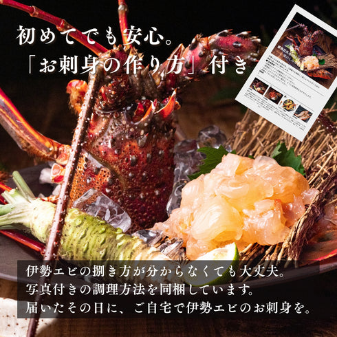 【送料無料】天然の「特大」活伊勢エビ (1尾)