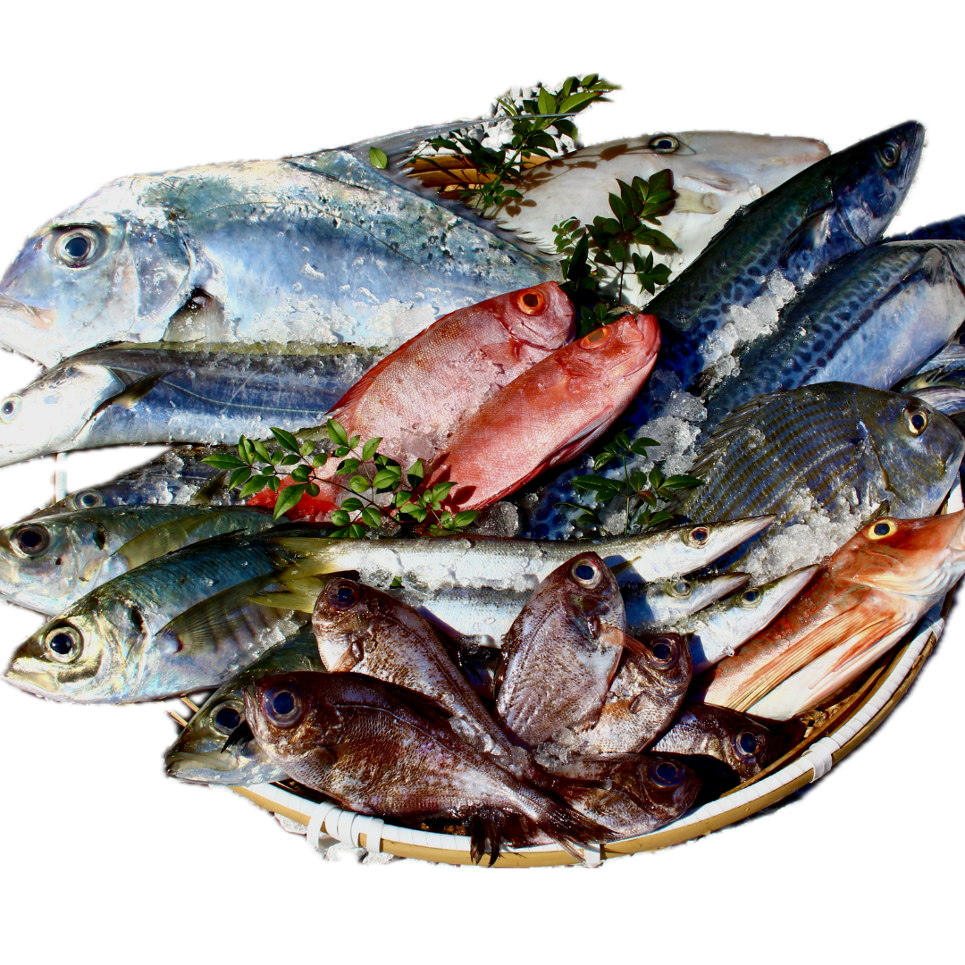 おまかせ鮮魚セットーS(お試し向け)