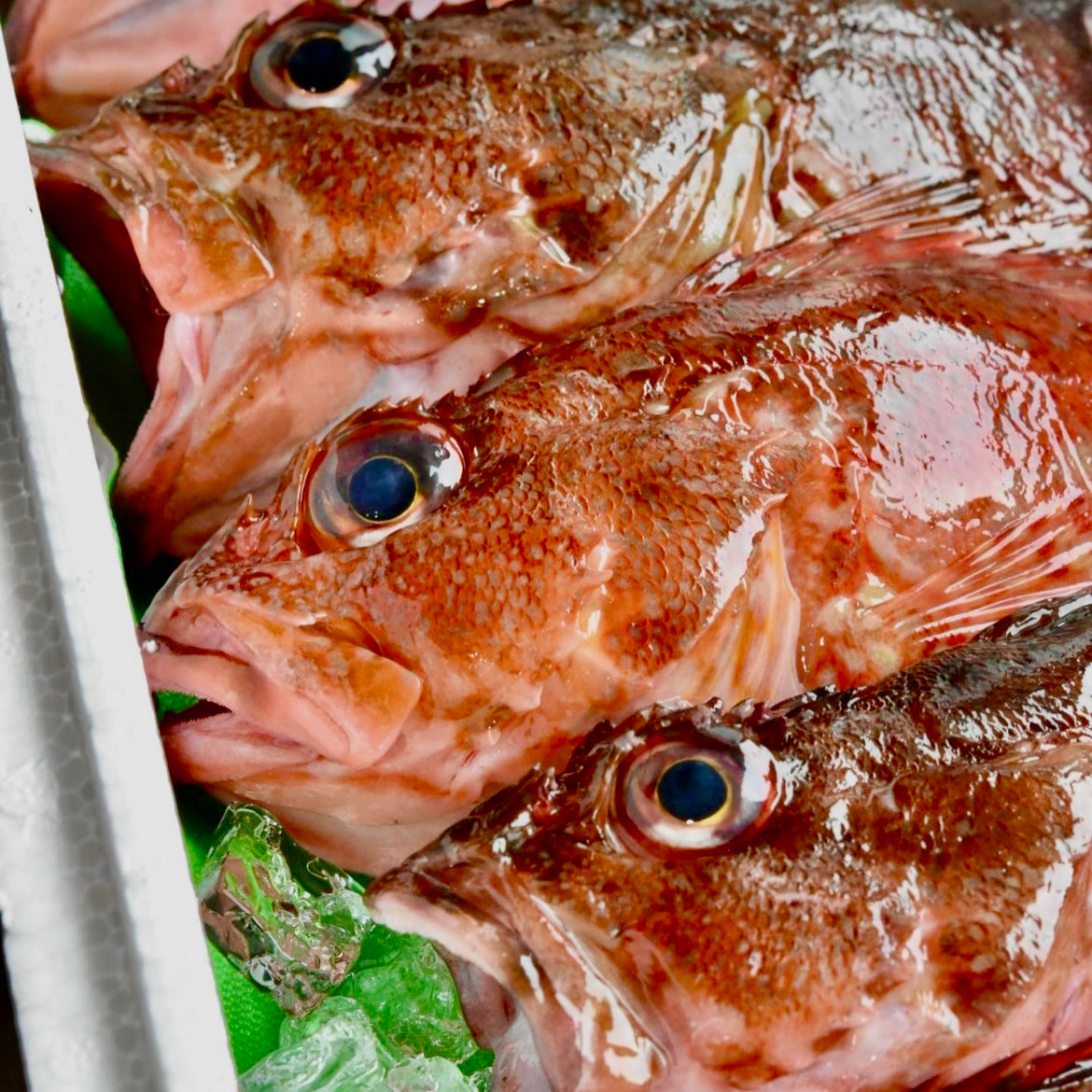 【販売終了】カサゴ