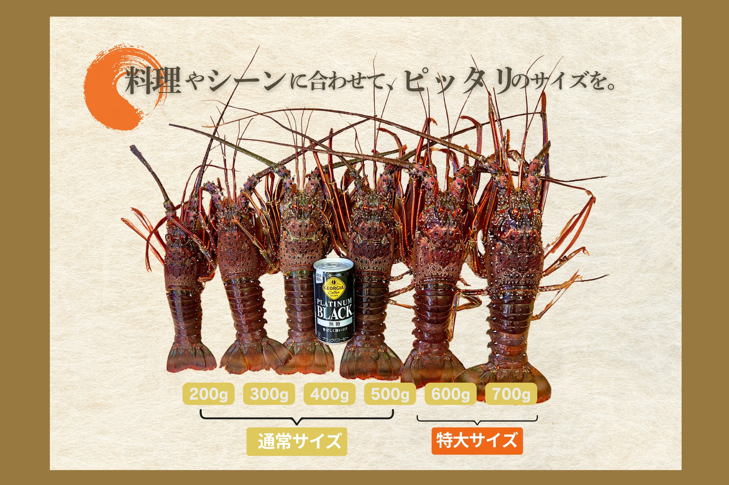 【特大サイズ】お刺身に最適な伊勢エビ（宮崎産｜1.5kg〜）