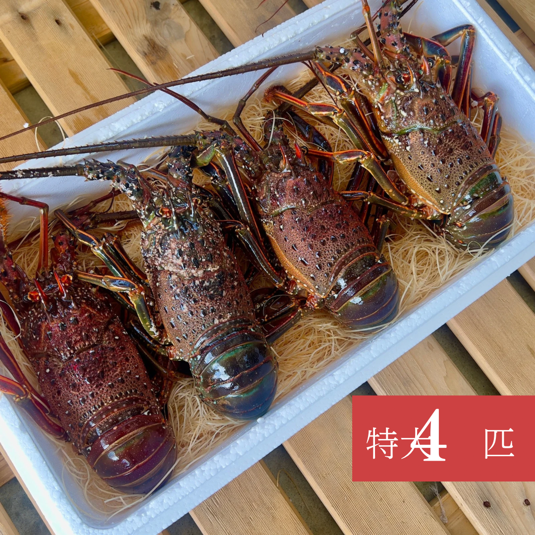 セミエビ伊勢エビセット セミエビ伊勢エビセット