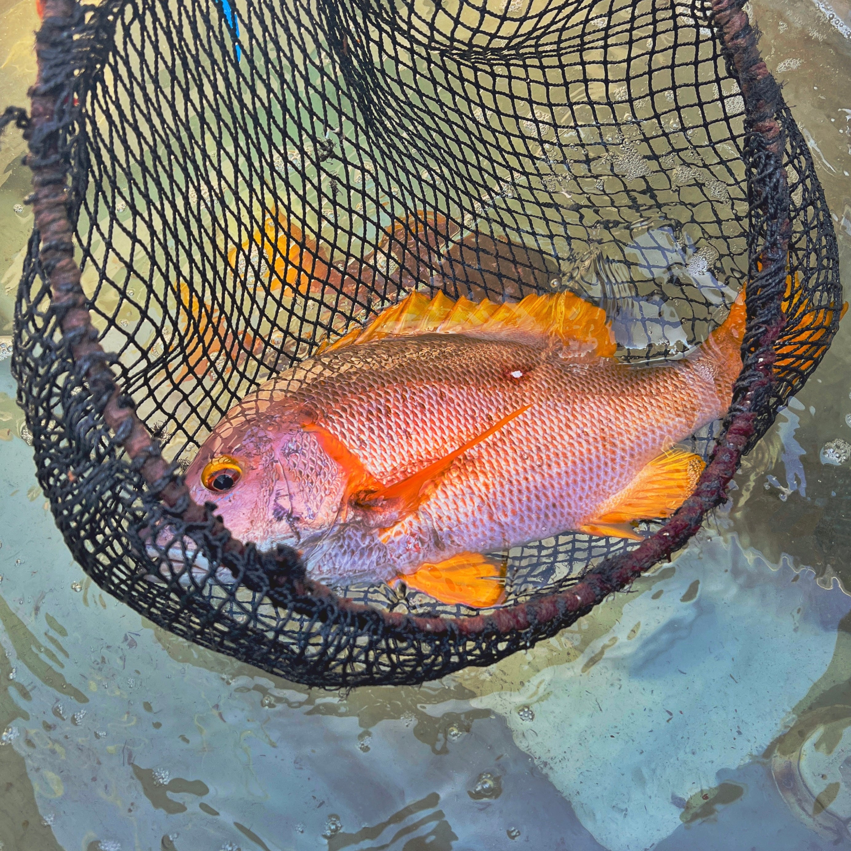 【販売終了】シブダイ