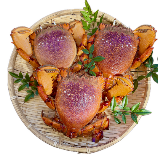 【ご注文後３日以内に発送】ボリューム満点！可食部たっぷりな特大アサヒガニ　１kg〜