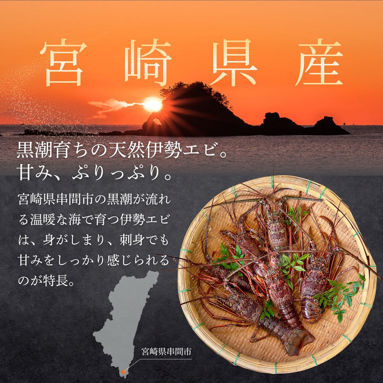 【お試し】天然「活」伊勢エビ｜500g（1~2尾）