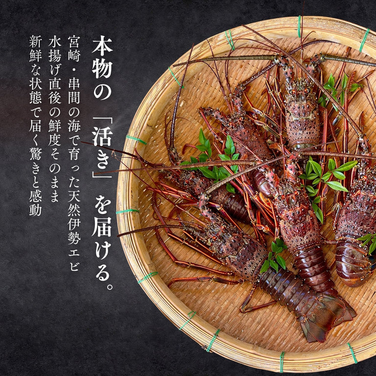 【お試し】天然「活」伊勢エビ｜500g（1~2尾）