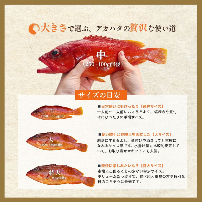 【特大サイズ】天然アカハタ｜８月下旬まで発送
