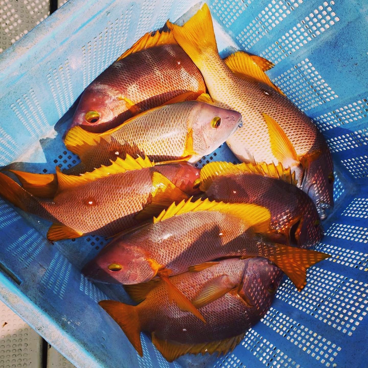 【販売終了】シブダイ