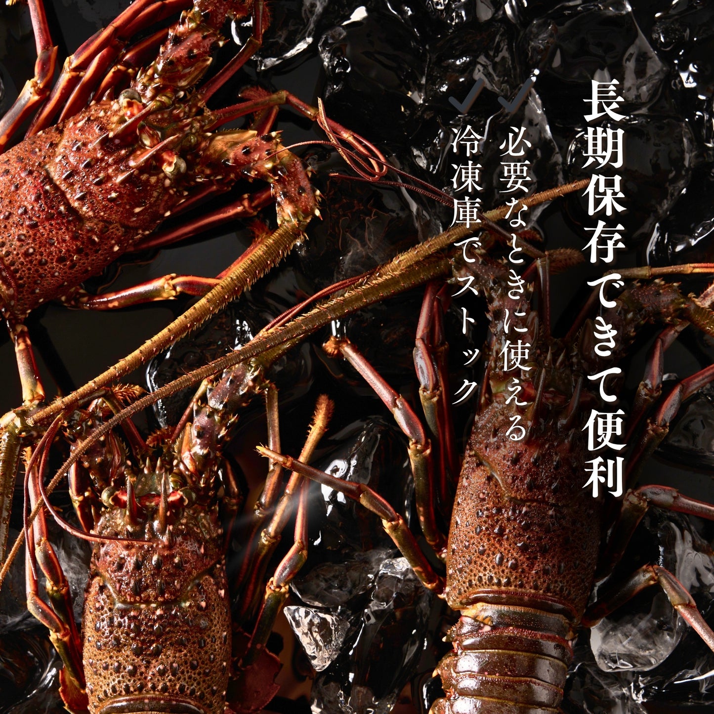 【冷凍】伊勢エビ｜500g〜