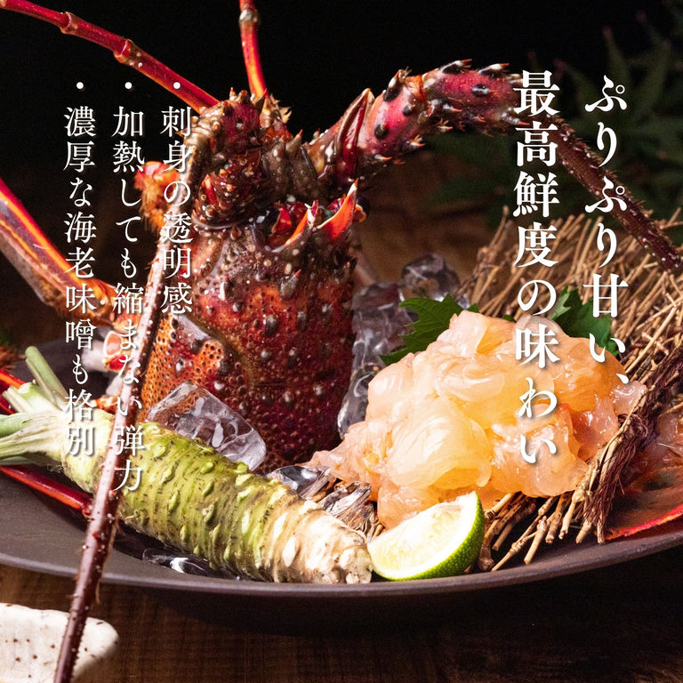【お試し】天然「活」伊勢エビ｜500g（1~2尾）