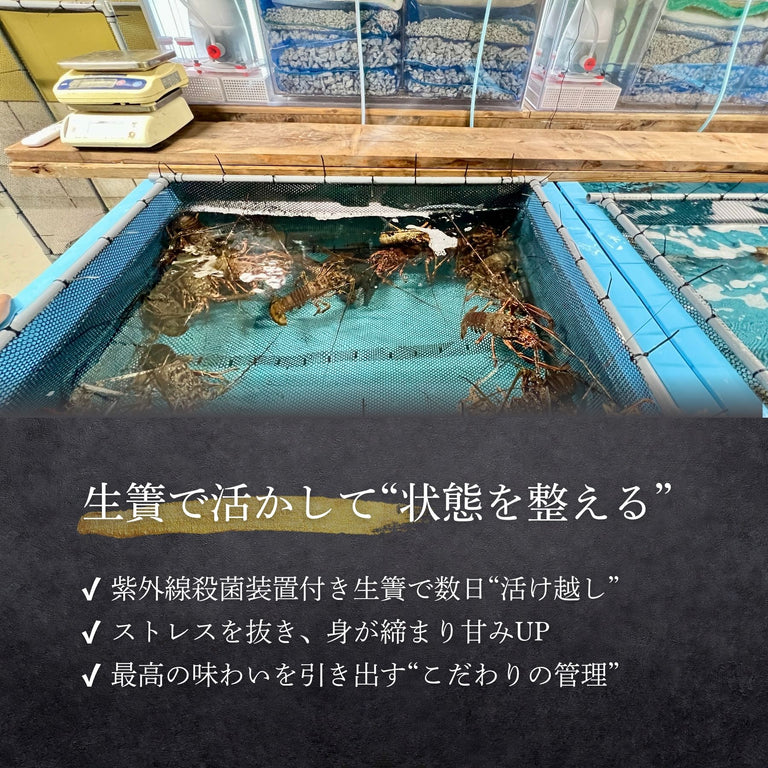 【お試し】天然「活」伊勢エビ｜500g（1~2尾）