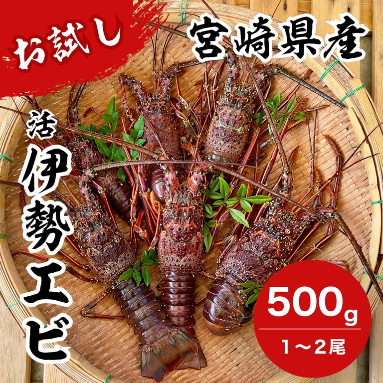【お試し】天然「活」伊勢エビ｜500g（1~2尾）