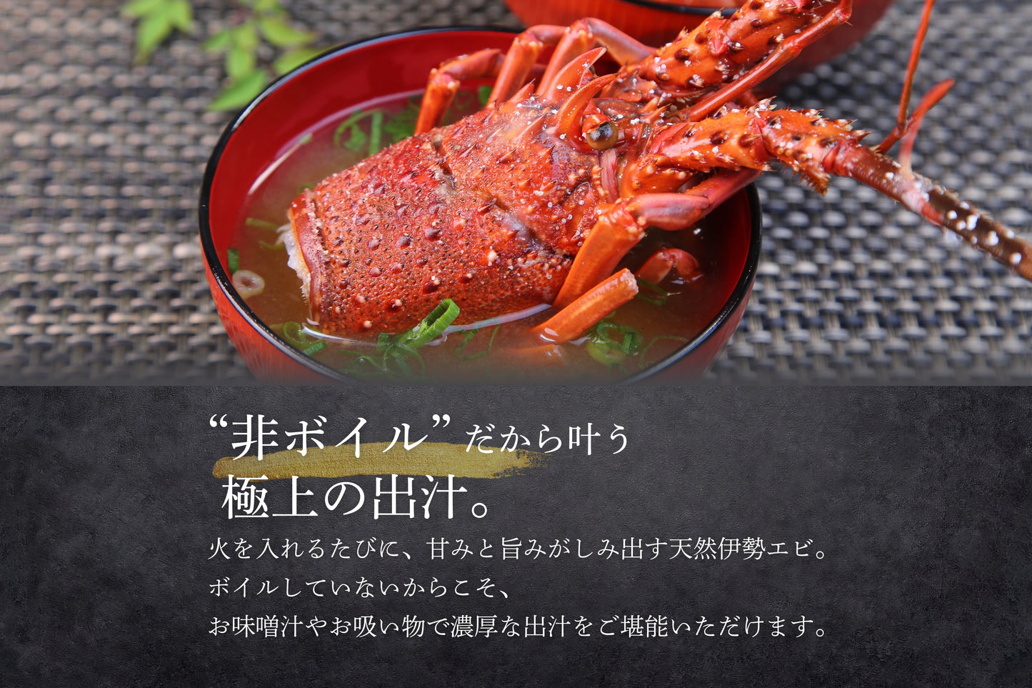 【特大サイズ】お刺身に最適な伊勢エビ（宮崎産｜1.5kg〜）