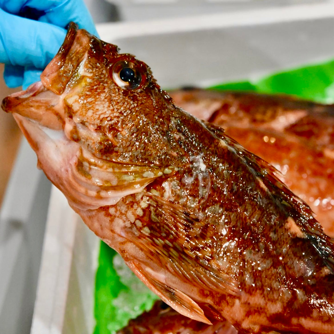 【販売終了】カサゴ