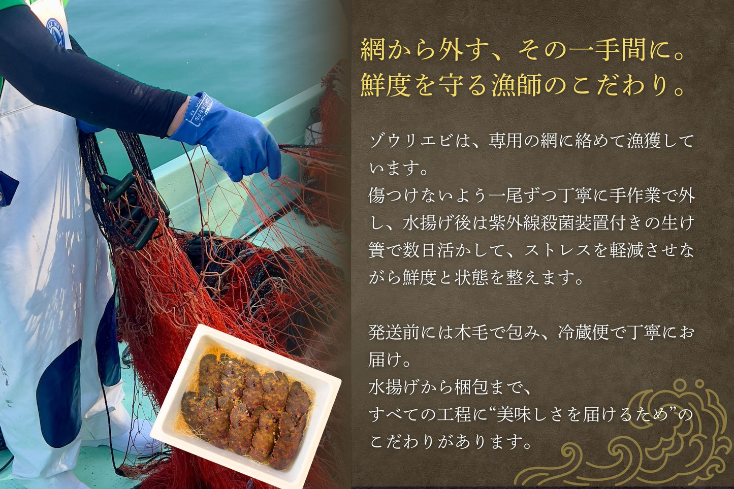 【数量限定】エビ通に人気のゾウリエビ（宮崎産｜１kg〜）