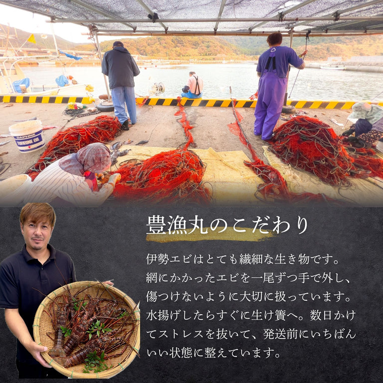 【お試し】天然「活」伊勢エビ｜500g（1~2尾）