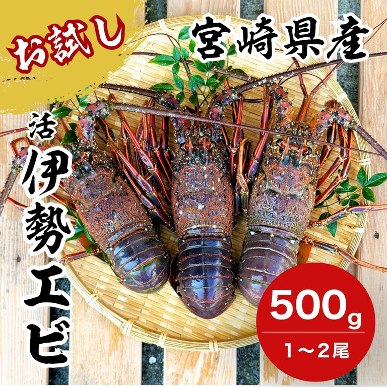 【お試し】天然「活」伊勢エビ｜500g（1~2尾）