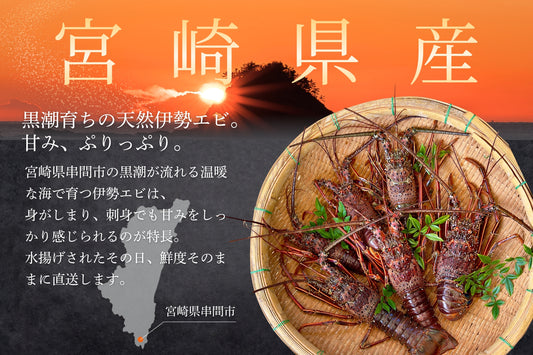 【活かして発送】甘み濃厚な天然伊勢エビ（宮崎産｜500g〜）