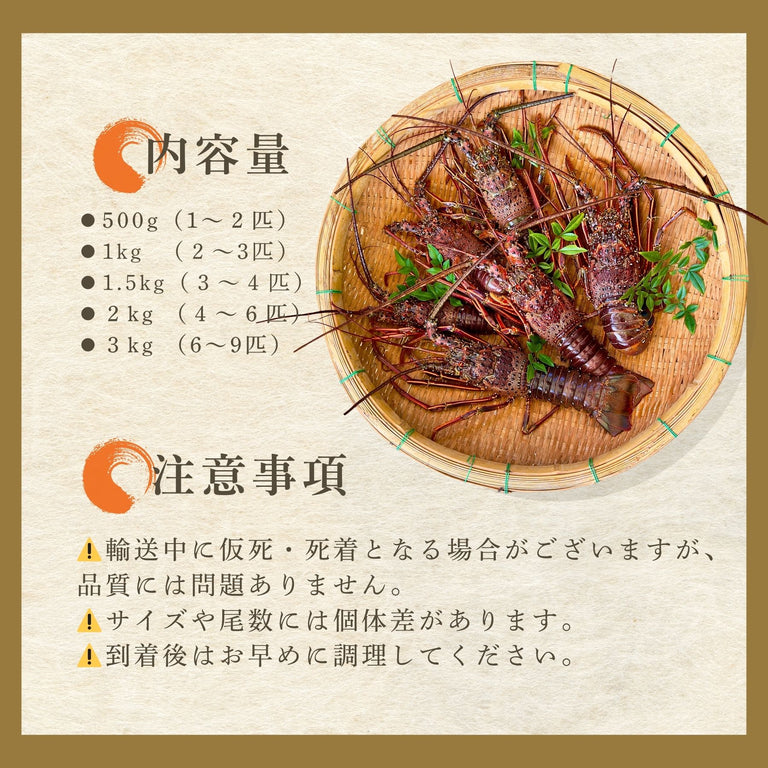 【お試し】天然「活」伊勢エビ｜500g（1~2尾）