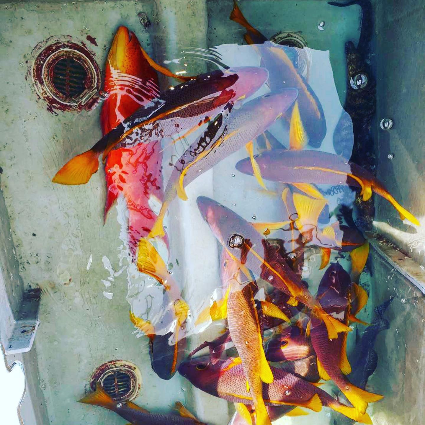 【販売終了】シブダイ