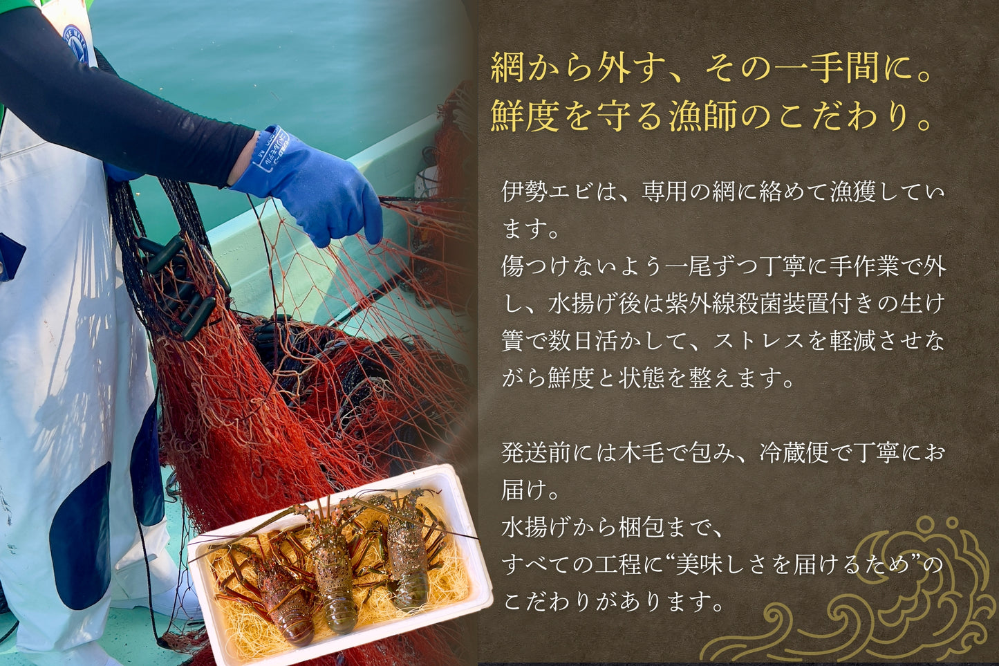 【特大サイズ】お刺身に最適な伊勢エビ（宮崎産｜1.5kg〜）
