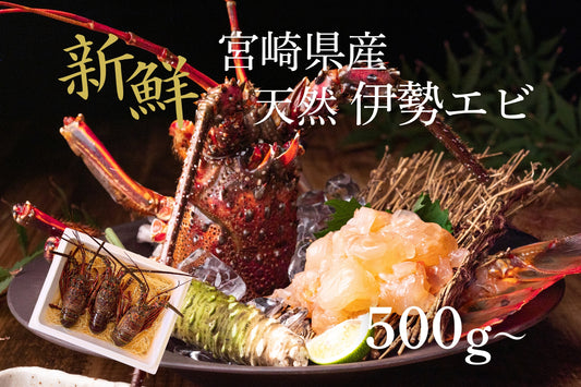 【活かして発送】甘み濃厚な天然伊勢エビ（宮崎産｜500g〜）