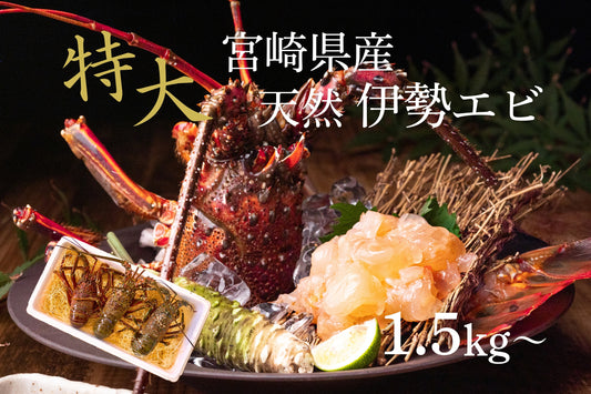 【特大サイズ】お刺身に最適な伊勢エビ（宮崎産｜1.5kg〜）