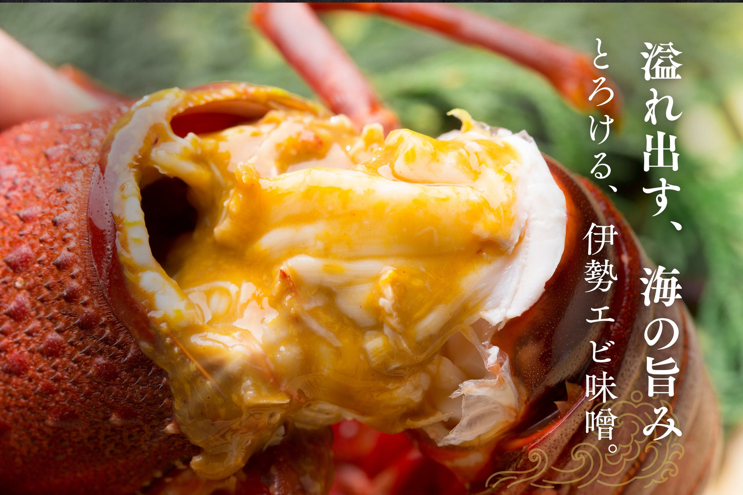 【特大サイズ】お刺身に最適な伊勢エビ（宮崎産｜1.5kg〜）