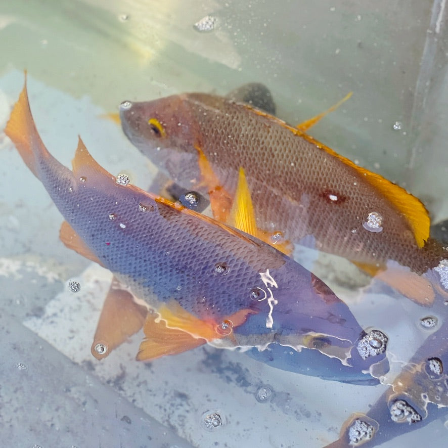 【販売終了】シブダイ