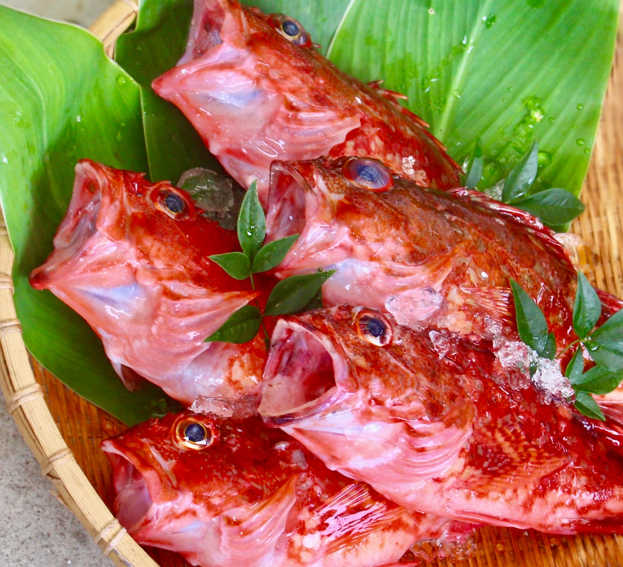 【販売終了】カサゴ