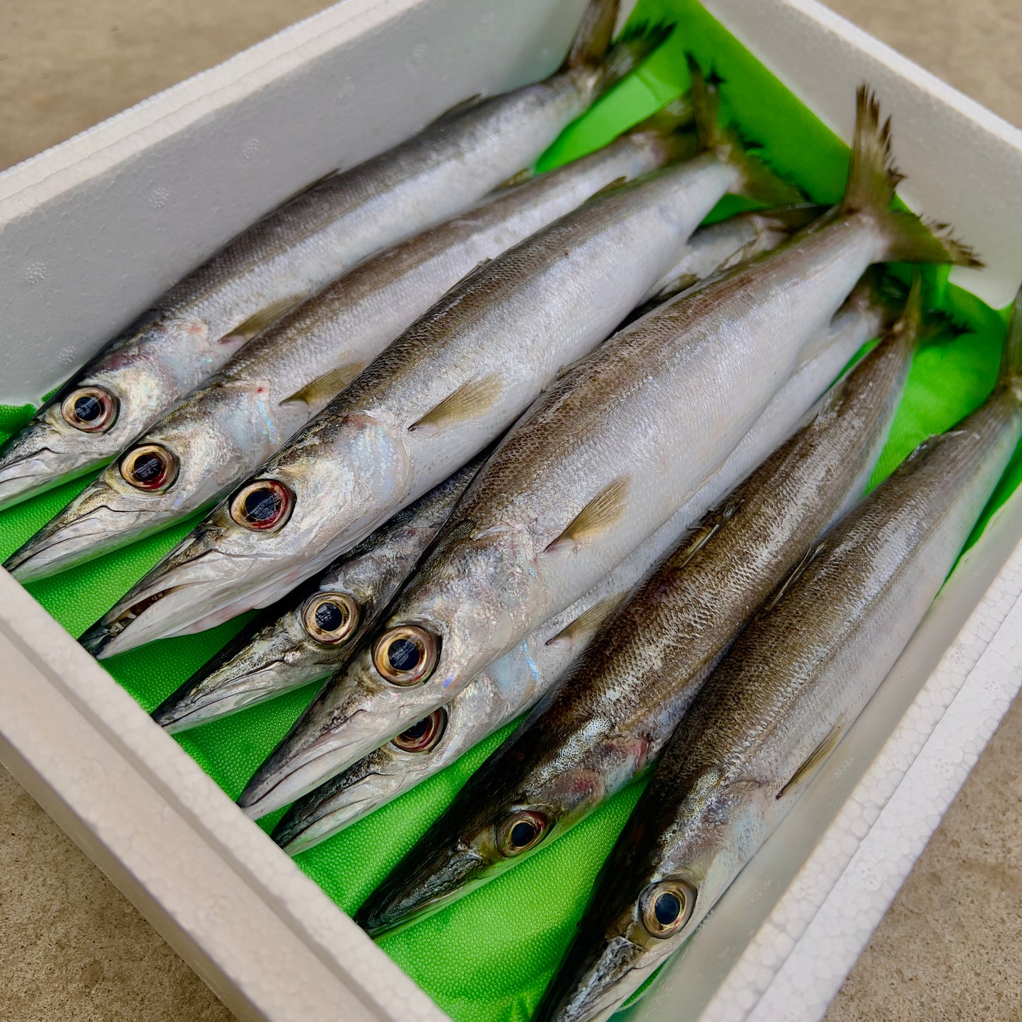 カマス