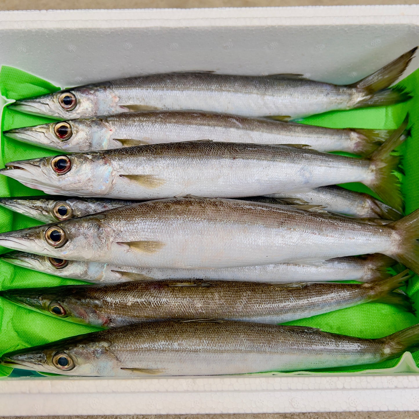 カマス