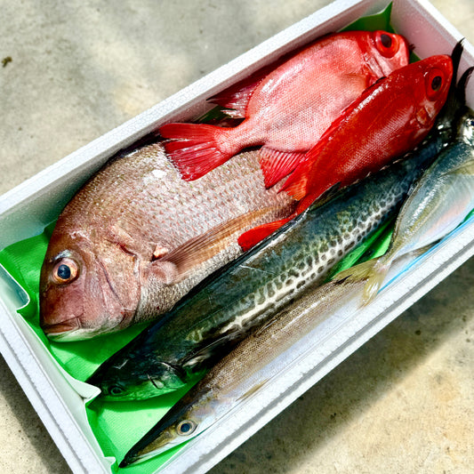 【本日発送限定】今朝獲れ鮮魚ー Mサイズ（LINE特価）