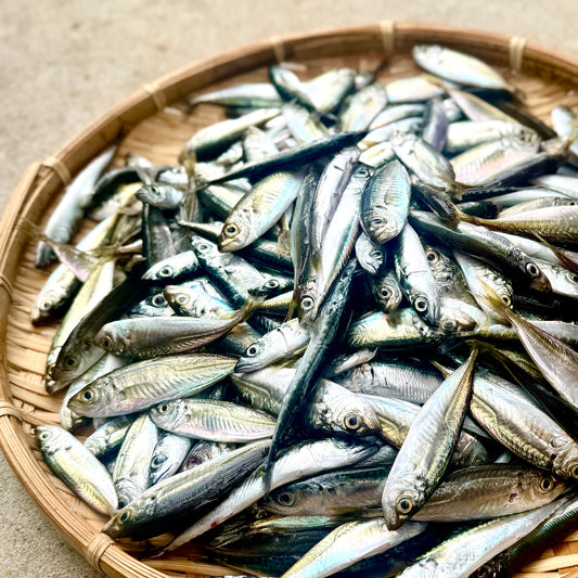 【本日発送】獲れたて小魚セットー1.5kg