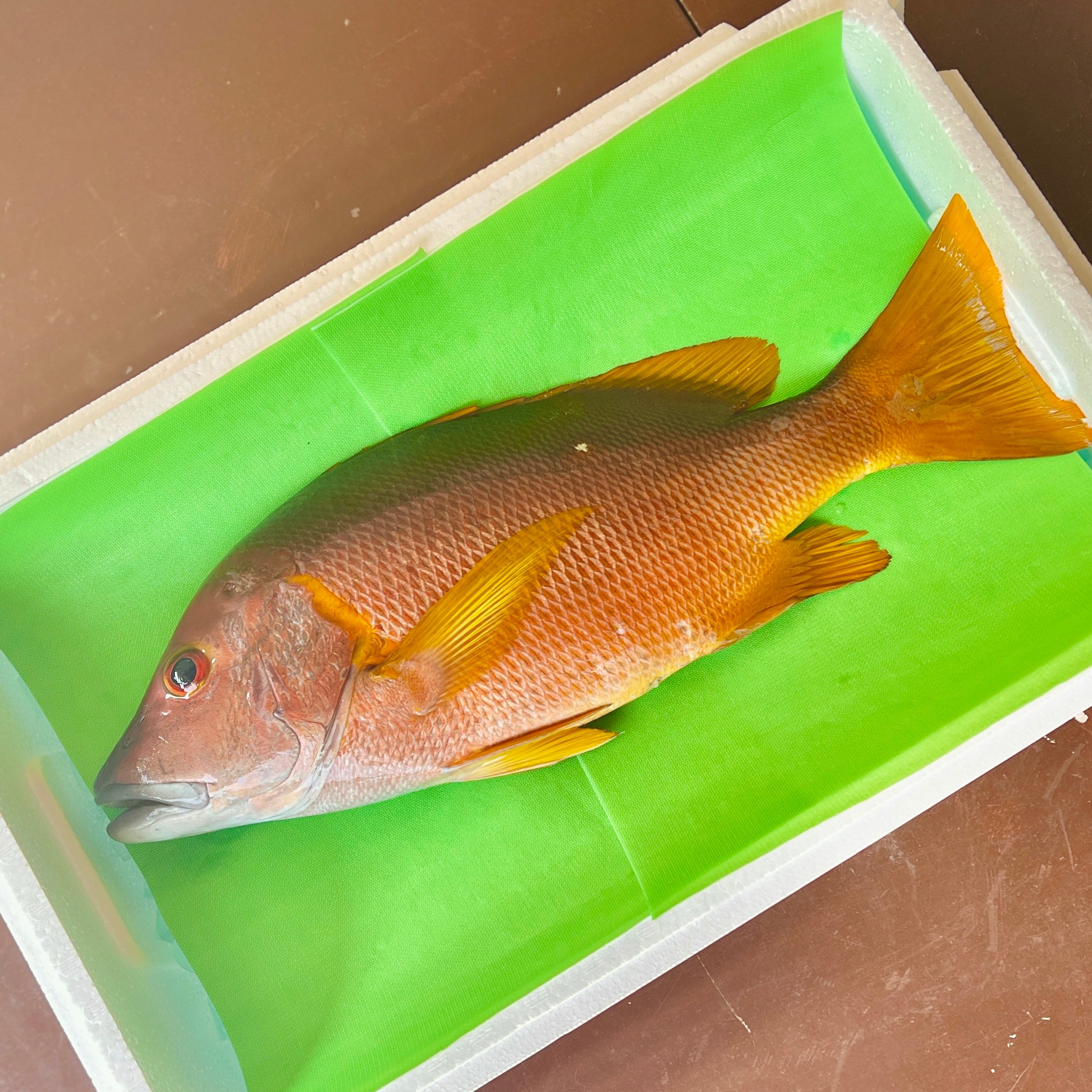 【販売終了】シブダイ