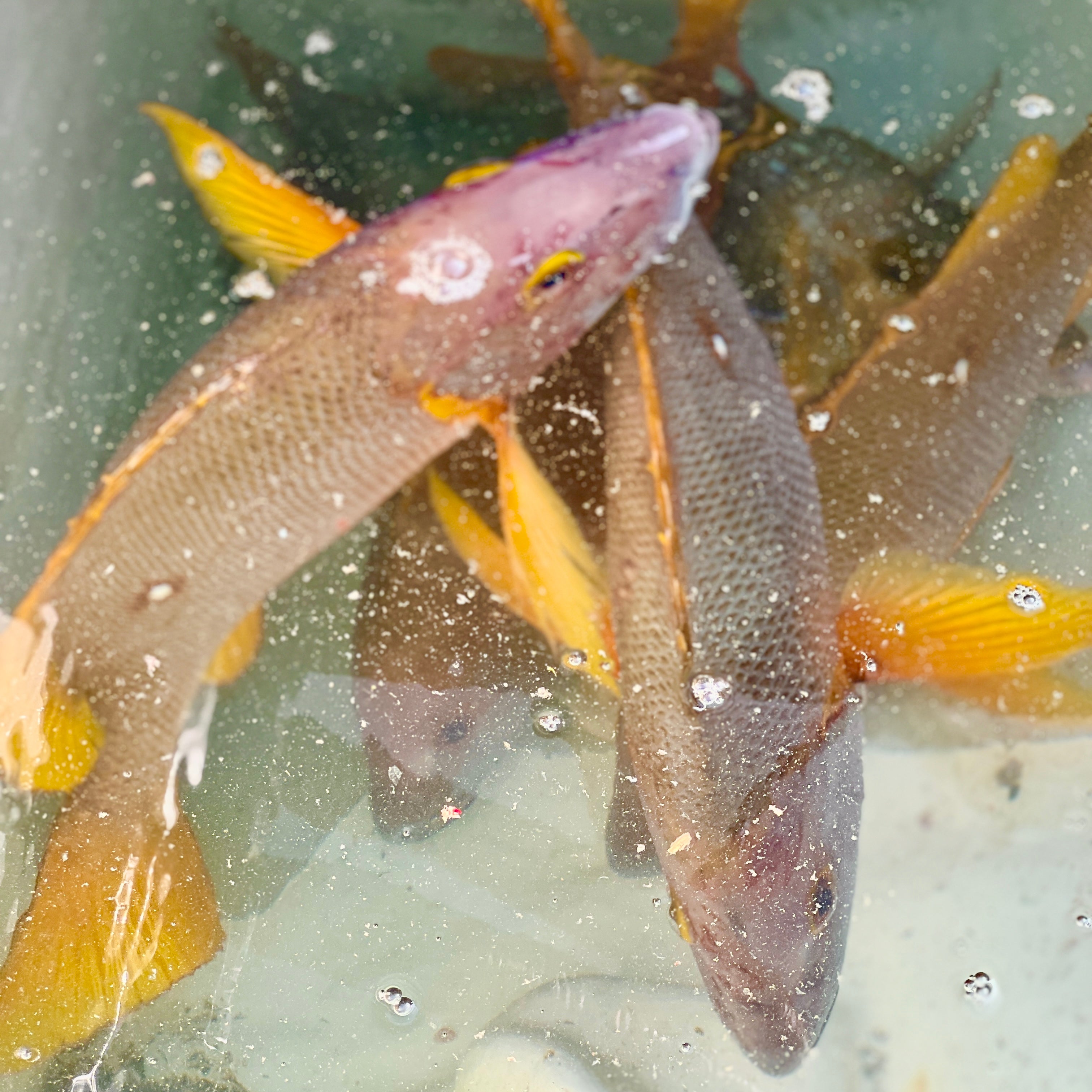 【販売終了】シブダイ