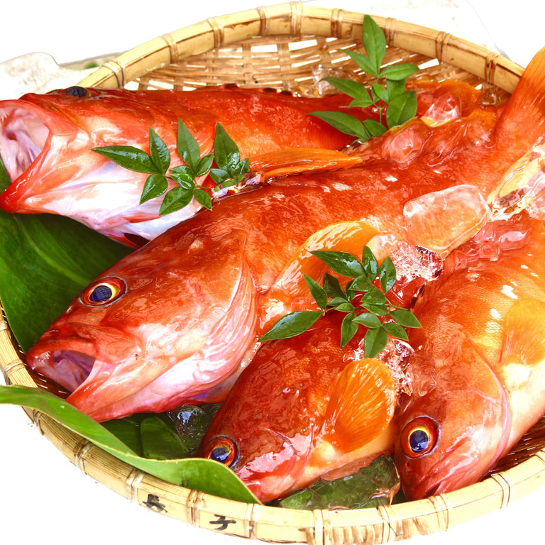 【夏季限定】天然アカハタ