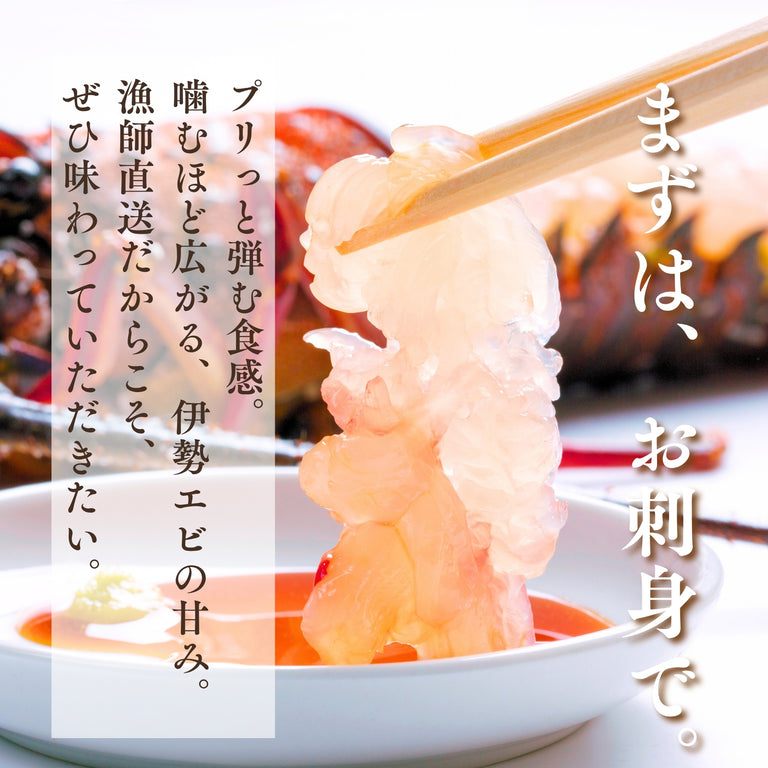【お試し】天然「活」伊勢エビ｜500g（1~2尾）
