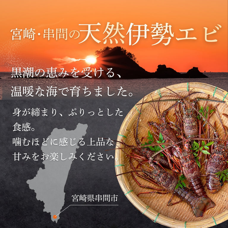 【お試し】天然「活」伊勢エビ｜500g（1~2尾）